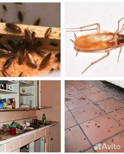 Введение плесени муравьи таракан клоп мыши