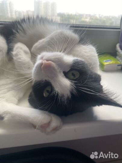 Передержка кошек