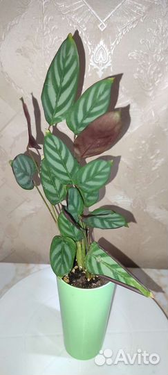 Альбука спиральная