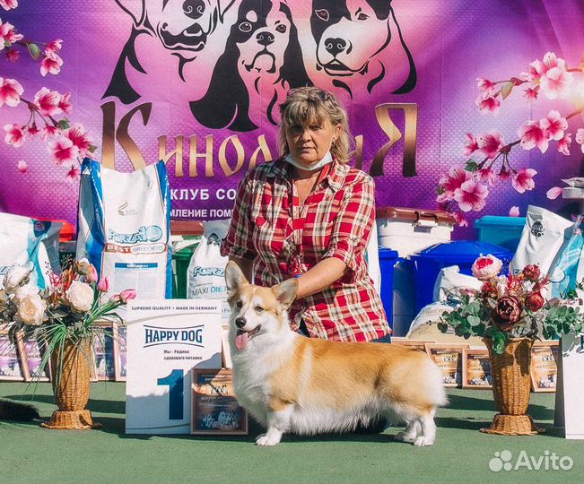 Профессиональный хендлер. Показ на выставках