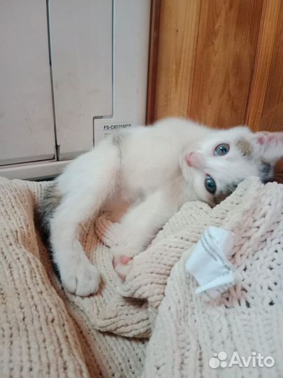 Котята