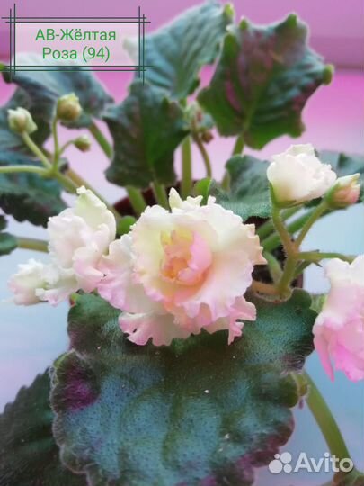 Сортовые фиалки