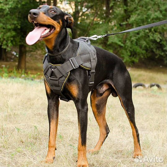 Шлейки для собак и кошек всех пород