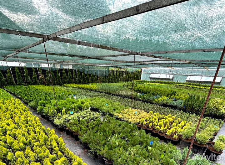 Туя в кассете/черенки туи