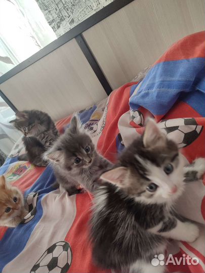 Котята в добрые руки бесплатно