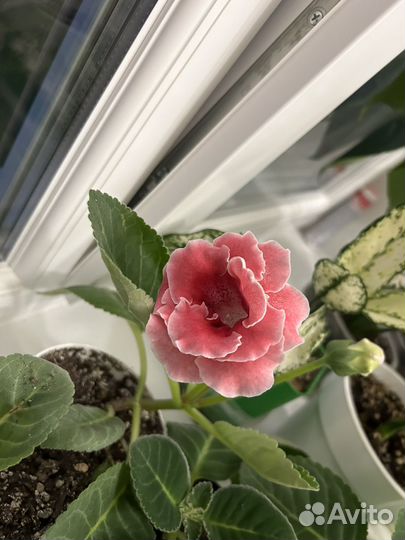 Глоксиния махровая