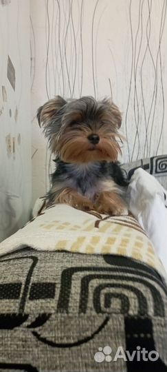 Йоркширский терьер мини