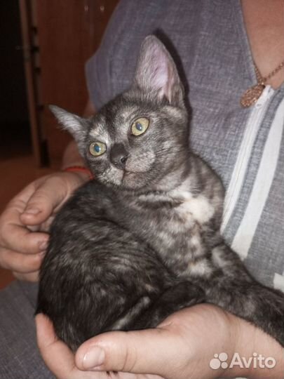 Котик Лео