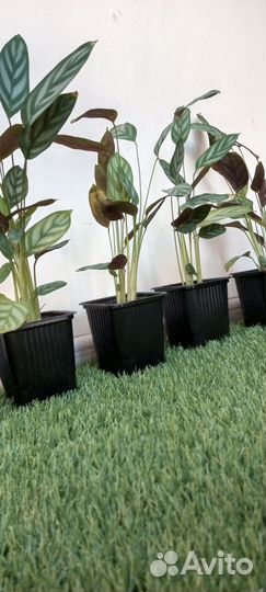 Продается калатея