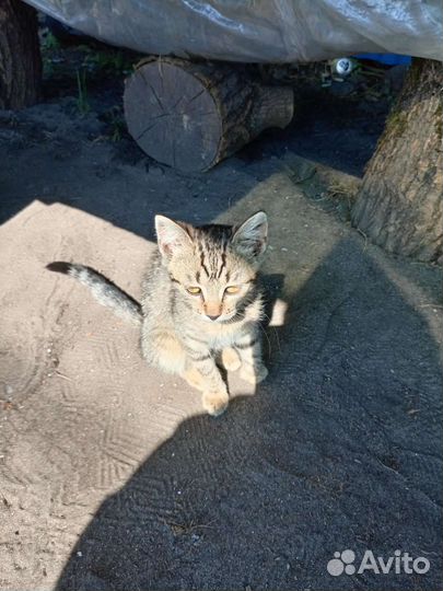 Кошки в добрые руки бесплатно