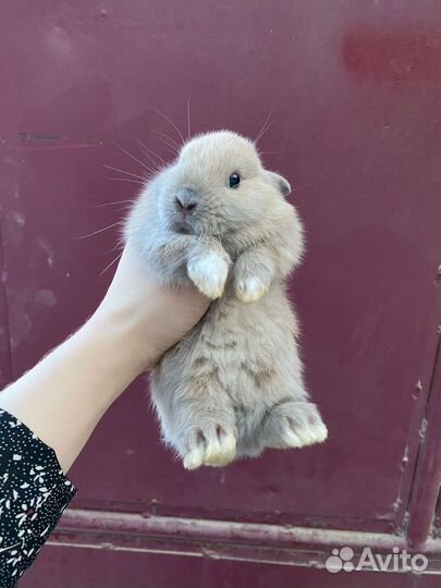 Карликовый кролик