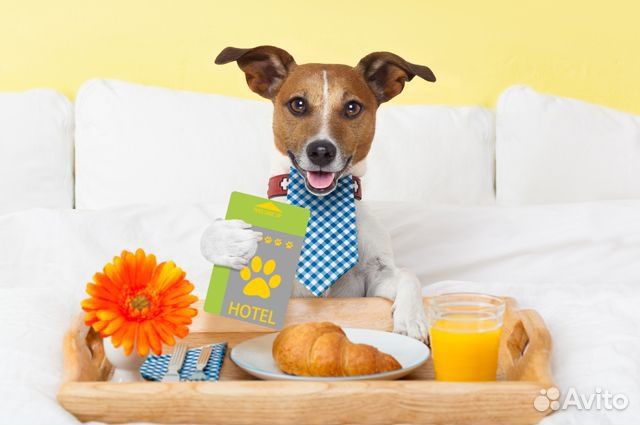 Передержка собак в домашних условиях