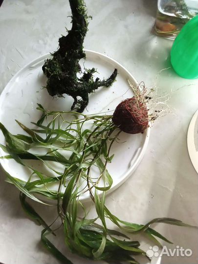 Обслуживание аквариума