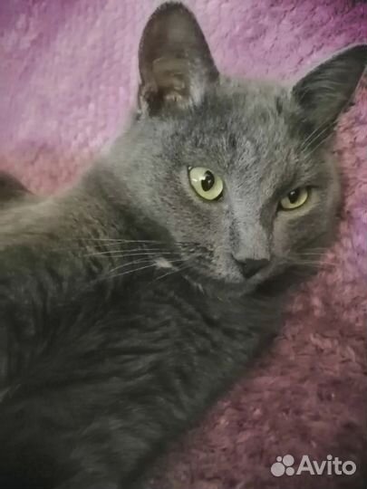 Котик Бакс