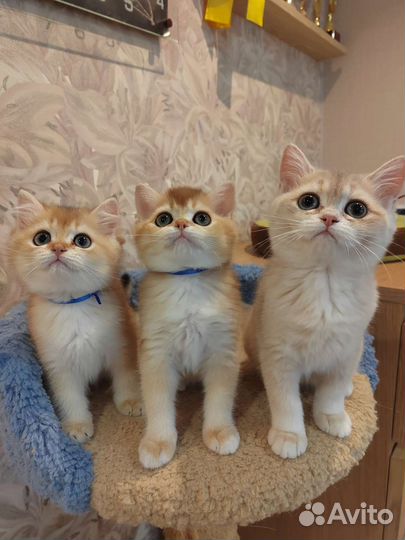 Британские золотые котята