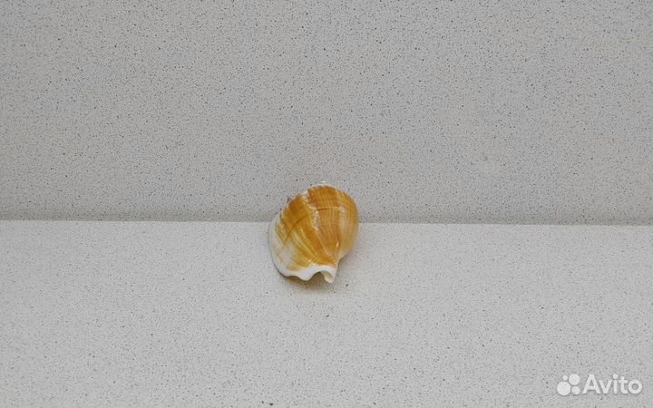 Собачий Стромбус 7,7 морская ракушка раковина