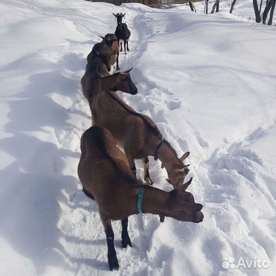 Козье молоко