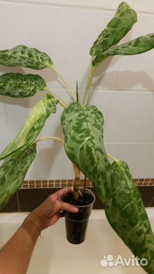 Аглаонема Пикок / Peacock / Павлин