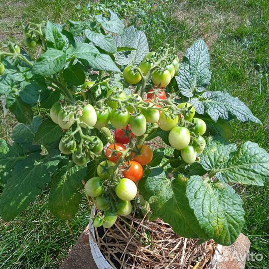 Томаты для огорода на окне