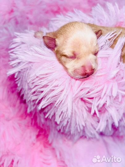 Той-терьер щенки