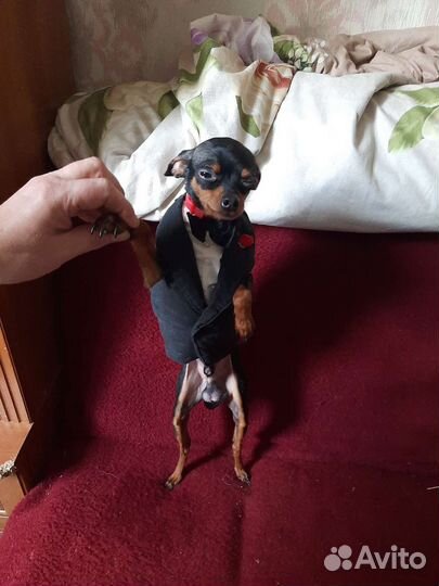 Мини той-терьер