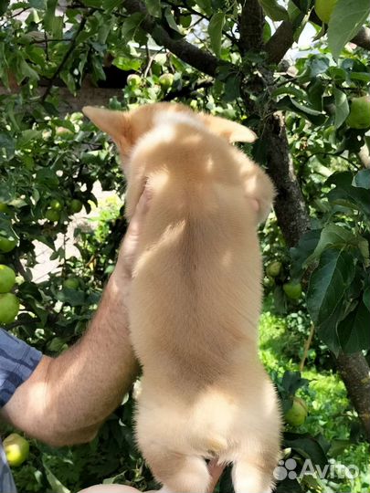 Вельш-корги пемброк