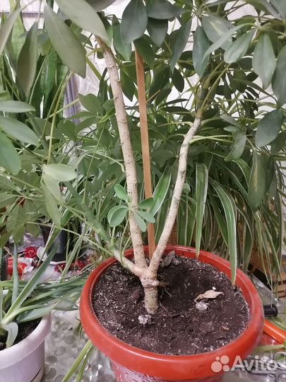 Комнатные цветы шефлера