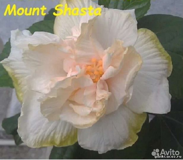 Сортовые гибискусы