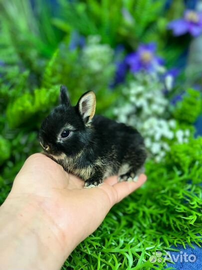 Кролики ручные мини