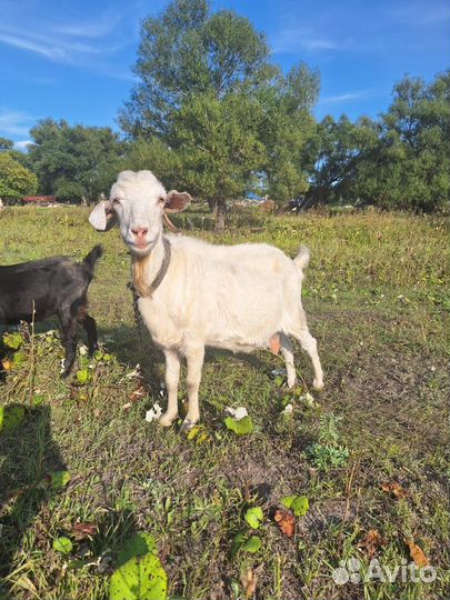 Коза дойная молочная