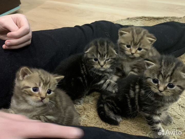 Шотландские котята