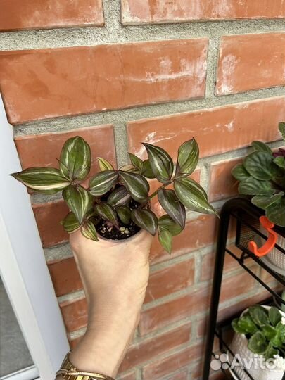 Традесканция тайская