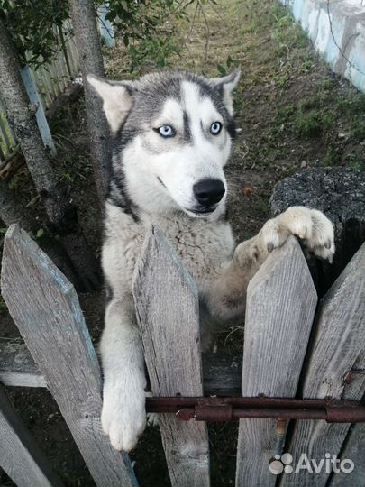 Сибирский хаски