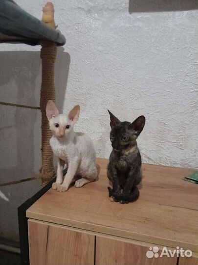 Котята