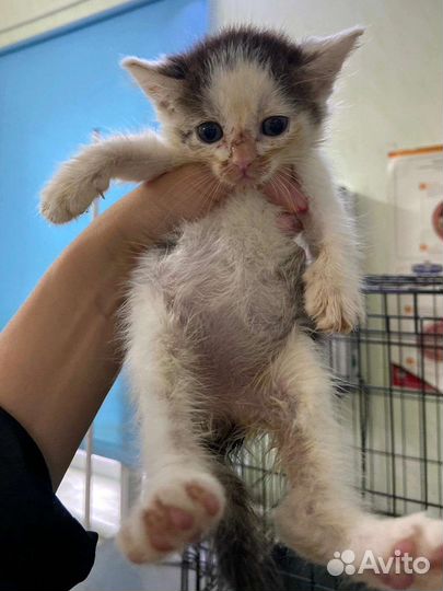 6 котят в добрые руки