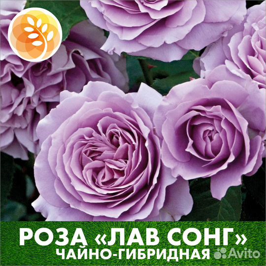 Саженцы роз