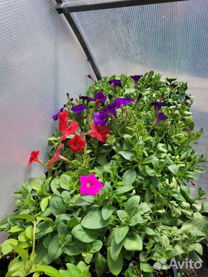 Петунья ампельная