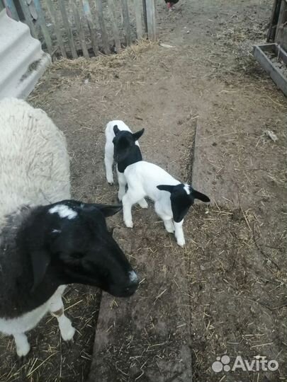 Баранчики кросс дорпер