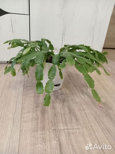 Декабрист цветок