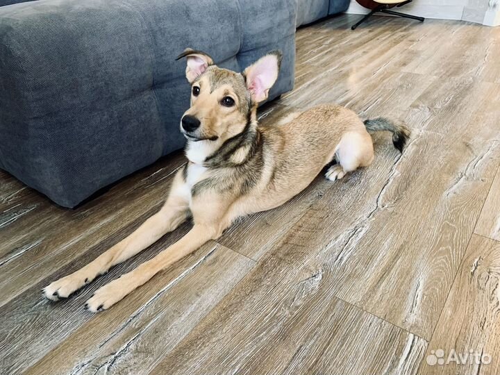 Собака в добрые руки