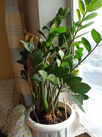 Замиокулькас