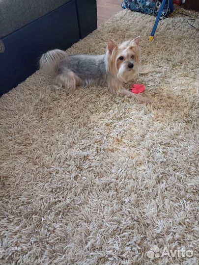 Йоркширский терьер