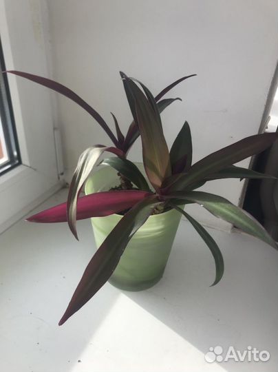 Традесканция Рео