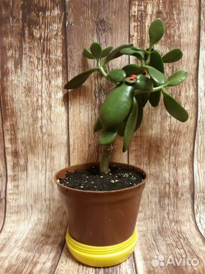 Денежное дерево:)