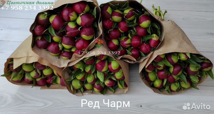 Пионы оптом