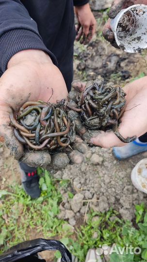 Черви зелёные для рыбалки