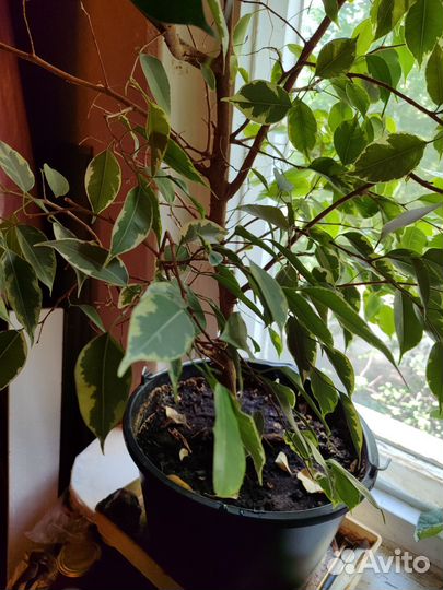 Фикус бенджамина