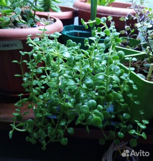 Комнатные цветы