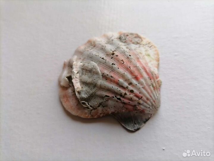 Ракушка с окаменелостями