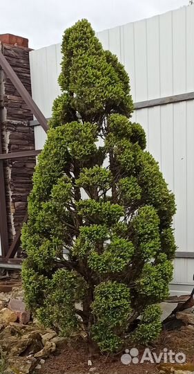 Ниваки Ель канадская (коника)